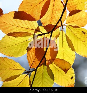 Hintergrundbeleuchtung Blätter Buche (Fagus sylvatica) mit satten Farben des Herbstes. Tipperary, Irland Stockfoto