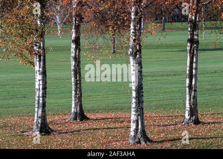 Gruppe von vier silbernen Birken (Betula pendula) mit Laub unter im Spätherbst. Tipperary, Irland