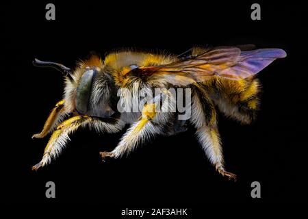 Biene Insekt Anthidium Manicatum. Makro Portrait auf schwarzem Hintergrund, aus vielen Fotos stack. Stockfoto