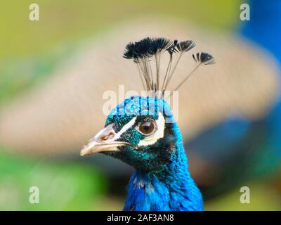 Schöne Portrait - Kopf eines Pfau Vogel Stockfoto