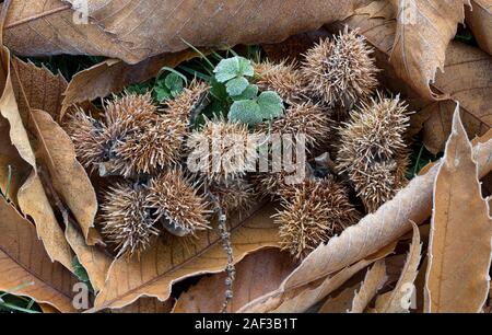 Gruppe von Kastanien und Blätter (Castanea sativa) auf dem Boden und im Frost bedeckt. Tipperary, Irland Stockfoto