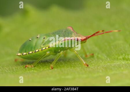 Weißdorn Shieldbug endgültige instar Nymphe (Acanthosoma haemorrhoidale) ruht auf dornbusch Blatt. Tipperary, Irland Stockfoto