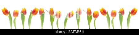 Banner von Rot und Orange Tulpen isoliert auf weißem Stockfoto