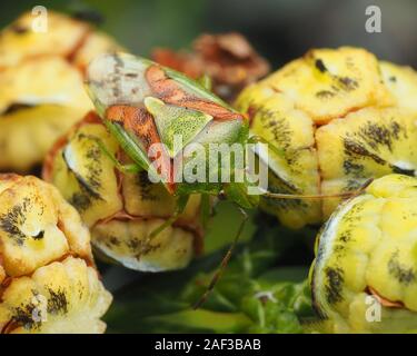 Juniper (Cyphostethus tristriatus Shieldbug) in Ruhe auf Lawsons cypress Beeren. Tipperary, Irland Stockfoto