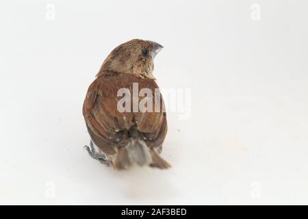 Der Javan munia (Lonchura leucogastroides) ist eine Pflanzenart aus der Gattung der estrildid Finch in Indonesien gefunden. auf weißem Hintergrund Stockfoto