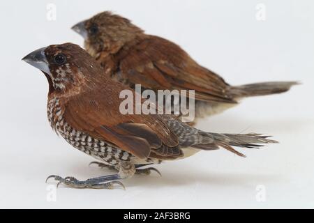 Der Javan munia (Lonchura leucogastroides) ist eine Pflanzenart aus der Gattung der estrildid Finch in Indonesien gefunden. auf weißem Hintergrund Stockfoto