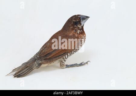 Der Javan munia (Lonchura leucogastroides) ist eine Pflanzenart aus der Gattung der estrildid Finch in Indonesien gefunden. auf weißem Hintergrund Stockfoto