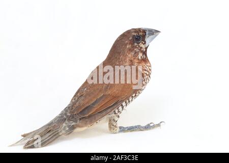 Der Javan munia (Lonchura leucogastroides) ist eine Pflanzenart aus der Gattung der estrildid Finch in Indonesien gefunden. auf weißem Hintergrund Stockfoto