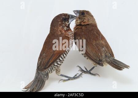 Der Javan munia (Lonchura leucogastroides) ist eine Pflanzenart aus der Gattung der estrildid Finch in Indonesien gefunden. auf weißem Hintergrund Stockfoto