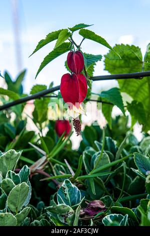 Abutilon megapotamicum oder Callianthe megapotamica (trailing Abutilon; Syn. A. vexillarium) ist eine Pflanzenart aus der Gattung der Abutilon native für Argentinien, Brasilien und Ur Stockfoto