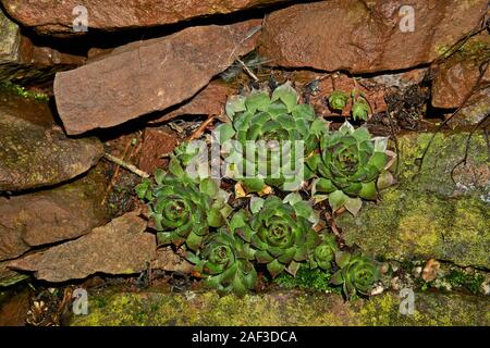 Sempervivum tectorum, gemeinsame Hauswurz wächst auf der Mauer aus Stein Stockfoto