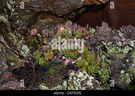 Sempervivum tectorum, gemeinsame Hauswurz wächst an den Tree root Stockfoto