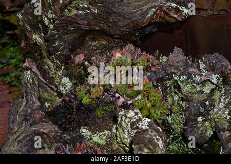 Sempervivum tectorum, gemeinsame Hauswurz wächst an den Tree root Stockfoto