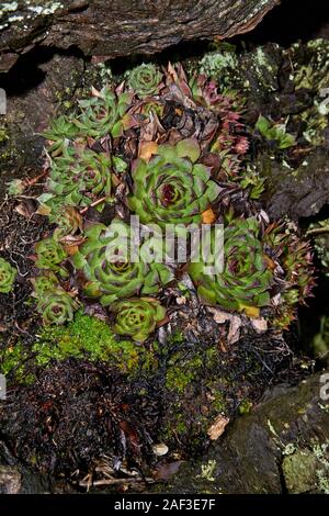 Sempervivum tectorum, gemeinsame Hauswurz wächst an den Tree root Stockfoto