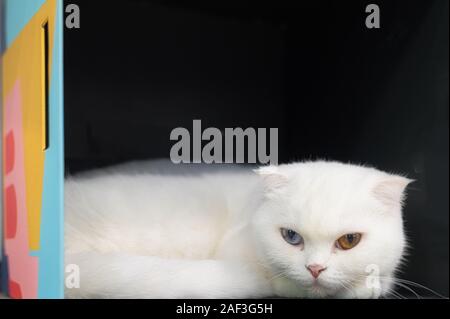 Junge süße Katze ruht auf Holzboden. Die Scottish Fold kurzhaarige pedigreed Kätzchen. Zwei Auge Farben Katze Stockfoto