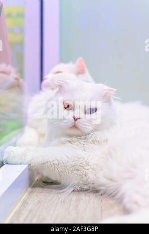 Junge süße Katze ruht auf Holzboden. Die Scottish Fold langhaarigen pedigreed Kätzchen. Zwei Auge Farben Katze Stockfoto