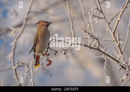 Schönes helles Vogel waxwing closeup sitzt auf einem Ast eines wilden Apfel Baum mit roten kleinen Beeren und Raureif im Winter Stockfoto