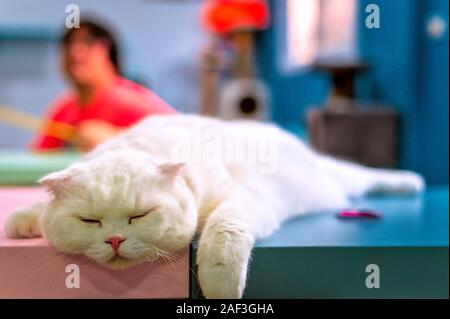 Junge süße Katze schläft auf dem Tisch. Die Scottish Fold kurzhaarige pedigreed Kätzchen. Stockfoto