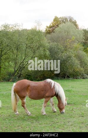 Beweidung inländischen Pferd (Equus ferus Caballus) auf einer Weide in der Landschaft in Deutschland, Westeuropa Stockfoto