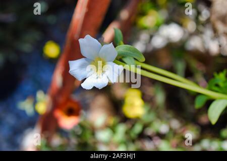 Rosa sempervirens, der immergrüne Rose, ist eine Pflanze aus der Familie der Rosaceae, eine kletternde ausdauernde Staude mit sehr stachelige Stängeln. Stockfoto