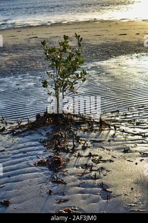 Eine junge Mangrove stehend in den Untiefen bei Ebbe. Banksia Beach, Queensland, Australien Stockfoto