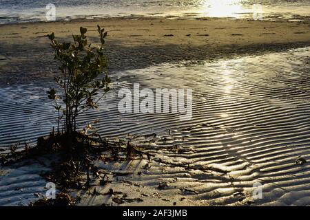 Eine junge Mangrove stehend in den Untiefen bei Ebbe. Banksia Beach, Queensland, Australien Stockfoto