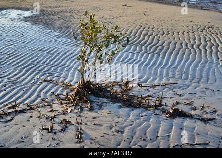 Eine junge Mangrove stehend in den Untiefen bei Ebbe. Banksia Beach, Queensland, Australien Stockfoto