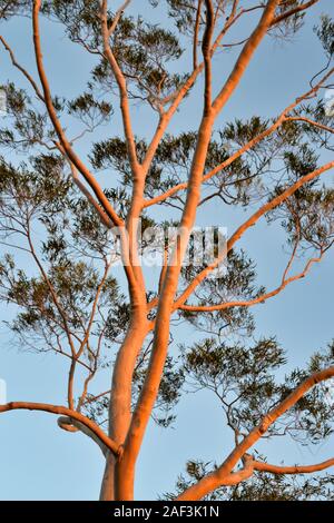 Riesige Eukalyptusbaum baden im Sonnenlicht. Bribie Island, Queensland, Australien Stockfoto