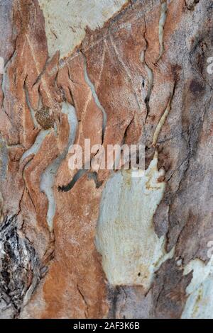 Eukalyptus Baumrinde Textur Stockfoto