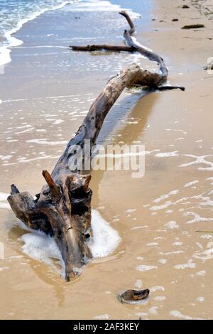 Lange Treibholz Zweig wäscht sich am Ufer, Woorim Beach, Queensland, Australien. Stockfoto