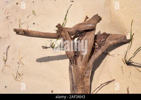Baumstamm Treibholz am Strand Stockfoto