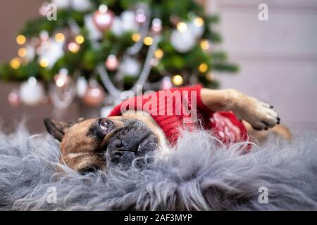 Süße Französische Bulldogge Hund trägt einen roten Pullover gestrickt Weihnachten liegen auf gemütlichen Fell Decke vor Rosa geschmückten Weihnachtsbaum im Hintergrund Stockfoto