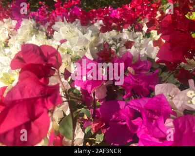 Schöne rosa rot blühenden, hell rosa rot Blumen als floral background, Bougainvillea Blumen Textur und Hintergrund, Nahaufnahme Baum mit Blumen. Stockfoto