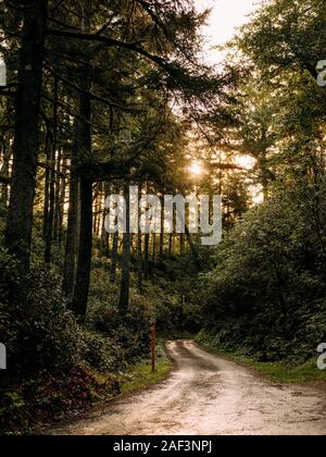 Sun Beam durch dunkle dichten Wald shinning Stockfoto