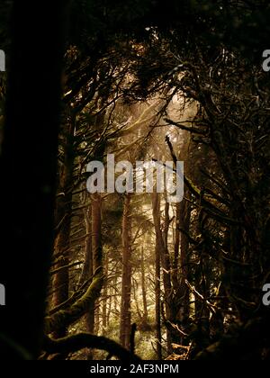Sun Beam durch dunkle dichten Wald shinning Stockfoto