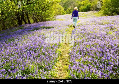 Eine Frau, ein Spaziergang durch Glockenblumen wachsen auf einem Kalkstein-Hügel in der Yorkshire Dales National Park, UK. Stockfoto