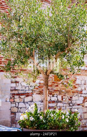 Junge Olivenbaum in einen grossen Blumentopf mit blühenden Blumen auf der Straße mit roten Ziegeln Wand auf dem Hintergrund in der Marche, Italien wachsende Stockfoto