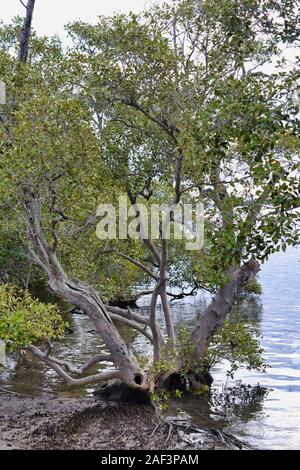 Mangroven auf Water's Edge, Bimsstein Passage, Weißer Fleck, QLD, Australien Stockfoto