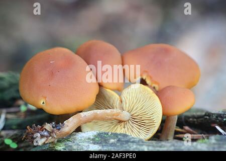 Gymnopilus penetrans, wie gemeinsame Rustgill, wilde Pilze aus Finnland bekannt Stockfoto