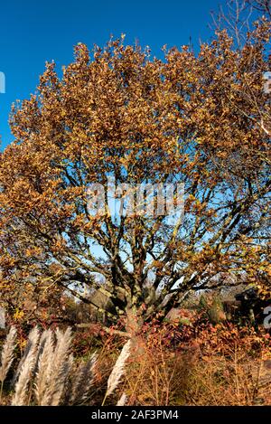 Quercus Robur, Quercus pedunculata", Fagaceae, Englisch, eiche Stieleiche. Im frühen Winter mit einigen guten Herbst Farbe. Stockfoto