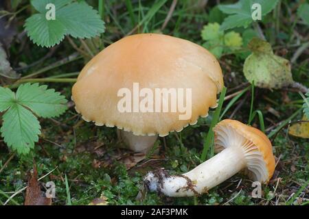 Cuphophyllus pratensis, bekannt als Wiese waxcap, Wiese, Festkochend festkochend Kappe Kappe, Lachs oder Butter meadowcap, Pilze aus Finnland Stockfoto