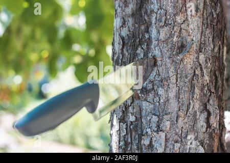 Stahl Arme. Werfen ein Messer. Das Messer steckt in der Rinde eines Baumes. Stockfoto