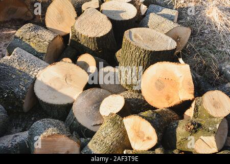 Zerstreut Protokolle sind verstreut, frisch geschnittene Holz auf den stumpf geschnitten wird. 2019 Stockfoto