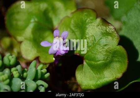 Ivy-leaved Toadflax Cymbalaria muralis rosa Blüten und Blätter, Oxford Efeu, Großbritannien Stockfoto