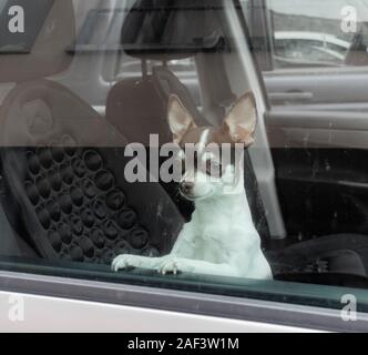 Kleine Chihuahua Hund suchen aus dem Autofenster. Stockfoto
