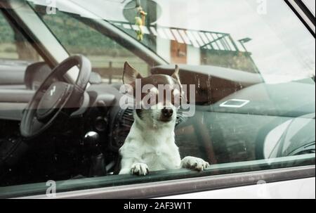 Kleine Chihuahua Hund suchen aus dem Autofenster. Stockfoto