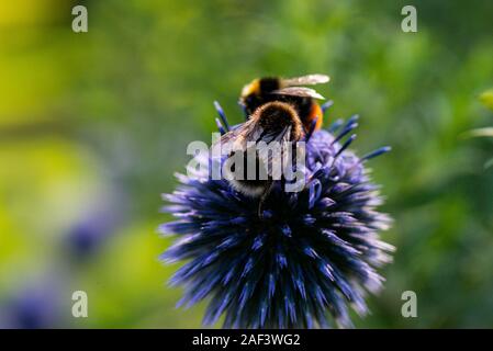 Hummeln auf dem sphärischen flowerhead eines blauen Globus Thistle (Echinops bannaticus) Stockfoto