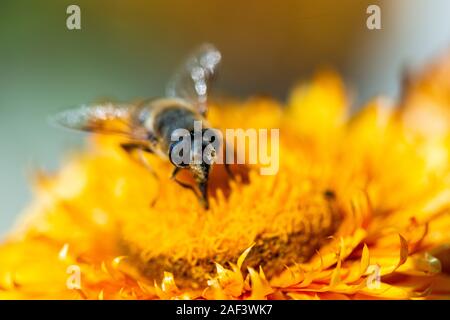 Ein hoverfly auf eine ewige Blüte (Xerochrysum bracteatum) Stockfoto