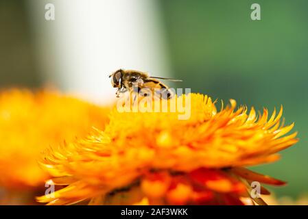 Ein hoverfly auf eine ewige Blüte (Xerochrysum bracteatum) Stockfoto