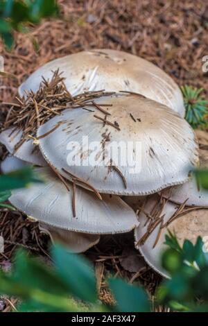 Pilze tief im Nadelwald Stockfoto